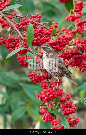 Killearn, Stirlingshire, Schottland, UK. 6. Dezember, 2019. UK Wetter - redwing Fütterung auf eine große Ernte von cotoneaster Beeren in einer Stirlingshire Garten auf einem feuchten showery Tag. Redwings überwintern in Großbritannien Fütterung mit Obst und Beeren, und sobald die Frucht beendet ist, ziehen sie an auf offenen Gebiet auf der Suche nach regenwürmern vor dem Verlassen des UK im Frühjahr für Ihre nördlichen Brutgebieten. Credit: Kay Roxby/Alamy leben Nachrichten Stockfoto