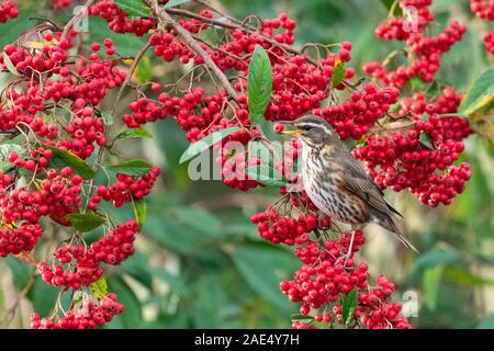 Redwing - Turdus iliacus - Essen cotoneaster Beeren in de Garten Stockfoto