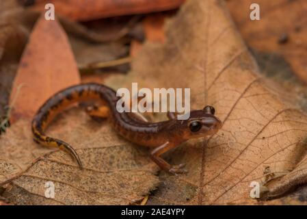 Eine Unterart des Ensatina (Ensatina eschscholtzii Oregonensis) aus dem Süden von den Bereich in Kalifornien in Point Reyes National Seashore. Stockfoto