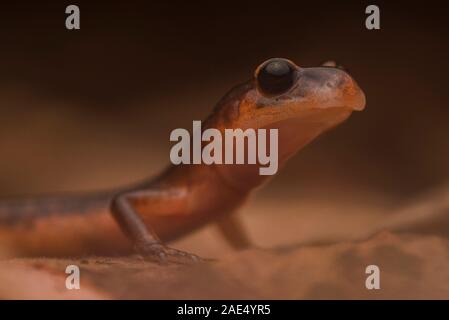 Eine Unterart des Ensatina (Ensatina eschscholtzii Oregonensis) aus dem Süden von den Bereich in Kalifornien in Point Reyes National Seashore. Stockfoto