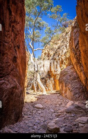 Die Schönheit von Standley Chasm in den West MacDonnell Ranges, Northern Territory, Australien. Stockfoto