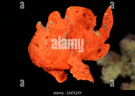 Warzen Anglerfisch, Antennarius maculatus, Padang Bai, Bali, Indonesien. Der anglerfisch ist ein Meister der Tarnung. Verlegung in warten, bewegungslos, für Stunden an einem t Stockfoto