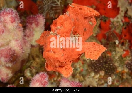 Warzen Anglerfisch, Antennarius maculatus, Padang Bai, Bali, Indonesien. Der anglerfisch ist ein Meister der Tarnung. Verlegung in warten, bewegungslos, für Stunden an einem t Stockfoto