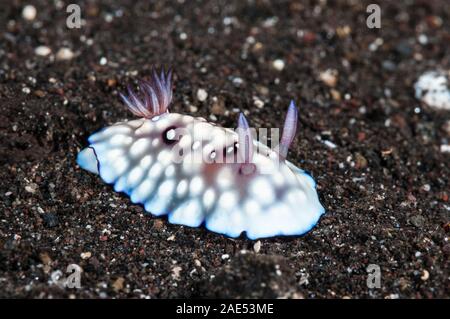 Klumpig, Nacktschnecken, Doris hintuanensis, Tulamben, Bali, Indonesien Stockfoto