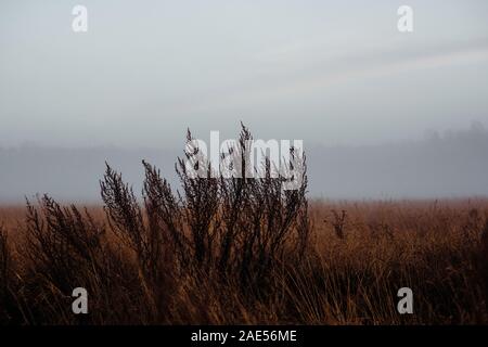 Wilde Blumen und Pflanzen auf einer Wiese im Nebel im Winter bei Sonnenuntergang Stockfoto