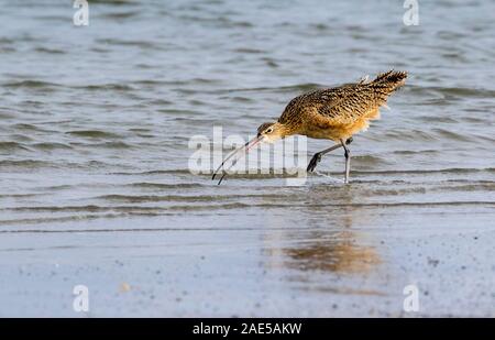 Lange-billed Curlew (Numenius americanus) in bedrohlicher Pose Stockfoto