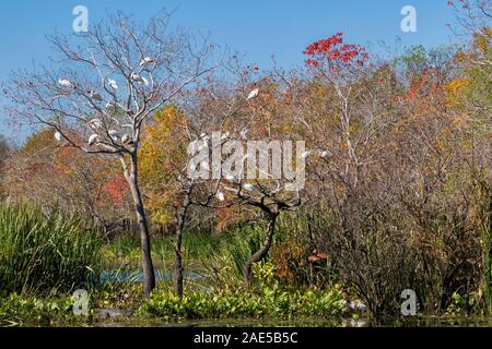 Die gemischte Herde von Silberreiher und weiße Ibisse thront auf Bäume am Brazos Bend State Park auf der Bunte Herbst Hintergrund, Texas, USA Stockfoto