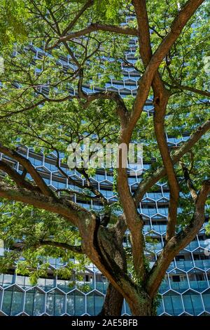 Ein Baum steht vor einem sechseckigen Waben gemusterten geschwungene Gebäude Fassade in Singapur, Hervorhebung der Kontrast zwischen der Natur und der vom Menschen geschaffenen künstlichen Umwelt Stockfoto