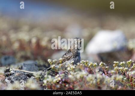 Die Jungen flügge Lappland Longspur ansehen unter Tundra Blumen, Arviat, Nunavut Stockfoto