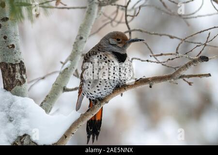 Northern Flicker (Colaptes auratus) ruht auf Niederlassung im frühen Winter Colorado, USA Stockfoto