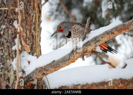 Northern Flicker (Colaptes auratus) ruht auf Niederlassung im frühen Winter Colorado, USA Stockfoto