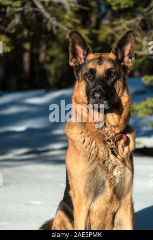 Seriöser Deutscher Schäferhund sitzend im Schnee mit Bäumen im bacjground. Traditionelle Farbige Stockfoto