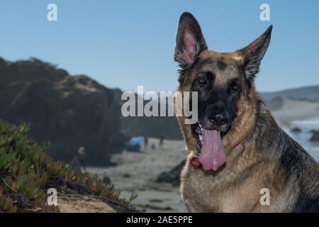 Deutscher Schäferhund sitzen auf den Felsen, die von der kalifornischen Küste. Schönen Kopfschuss. Stockfoto