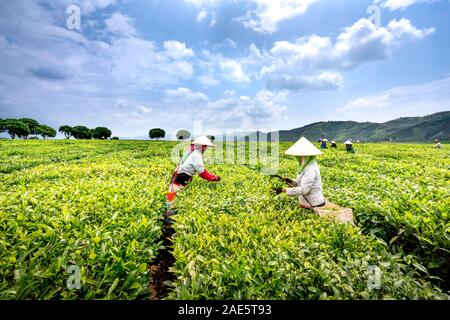 Tee Plantage Farm, Lai Chau Provinz, Vietnam - 20. September 2019: Bilder von weiblichen Arbeitnehmern Ernte von grünem Tee in den frühen Sonnenschein mit blauem Sk Stockfoto