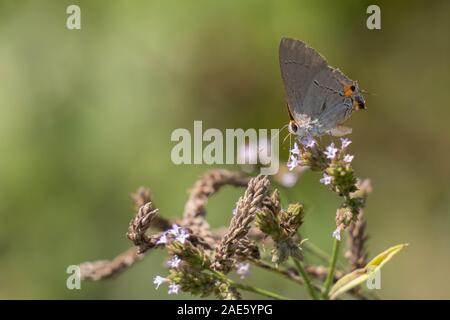 Ein graues hairstreak ist auf der Suche nach Nektar von den kleinen violetten Blüten an Yates Mühle County Park in Raleigh, North Carolina. Stockfoto