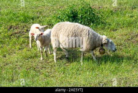 Landwirtschaft Schafe und Lämmer in einem Bauernhof-Fahrerlager in Sachsen-Anhalt Deutschland. Stockfoto