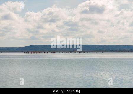 Flamingos in Bahia Hondita in der Halbinsel Guajira im Norden von Kolumbien. Stockfoto