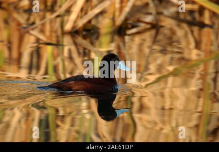 Die blau-billed Duck (Oxyura australis) ist eine kleine Australische steif-tailed Ente, mit der männlichen und weiblichen wächst auf eine Länge von 40 cm (16 in). Stockfoto