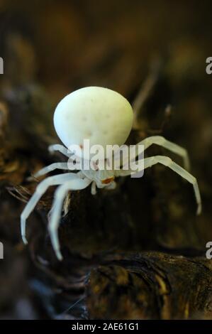 NAHE AUFNAHME EINES WEIßEN KREBSPINNELS (THOMISIDAE SPECTABILIS), DER REGUNGSLOS SITZT. AUCH BEKANNT ALS BLUMENSPINNE ODER KREBSSPINNE. NEU-SÜDWALES, AUSTRALIEN. Stockfoto