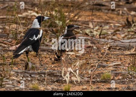 Australische Magpie Kinder mit zikade bei Red Hill Nature Reserve, ACT, Australien an einem Frühlingsmorgen im November 2019 Stockfoto