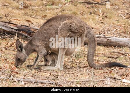 Eastern Grey Kangaroo weibliche und Joey sating das trockene Gras bei Red Hill Nature Reserve, ACT, Australien an einem Frühlingsmorgen im November 2019 Stockfoto