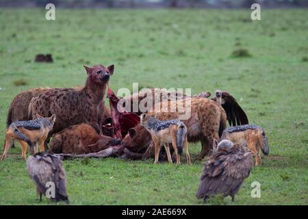 Hyänen und Schakale zu einem Gnus Kadaver entdeckt, während die Geier warten