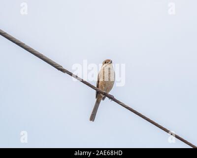 Ein Stier - vorangegangen Shrike (Lanius bucephalus) Sitzstangen auf der Antenne TV-Antenne auf dem Dach in der Nähe der Farm in der Nähe von Yokohama, Japan. Stockfoto