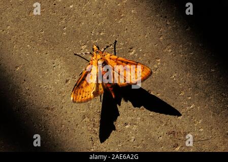 Schmetterling auf die Natur. Die Fotos von Schmetterlingen. Stockfoto