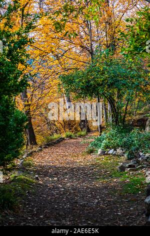 Die herbstlichen Park mit Bahn und gelbe Blätter Stockfoto