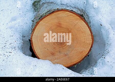 Schneiden Baum mit jahresringe im Schnee Stockfoto