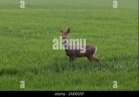 Rehe buck stehen auf der grünen Wiese. Stockfoto