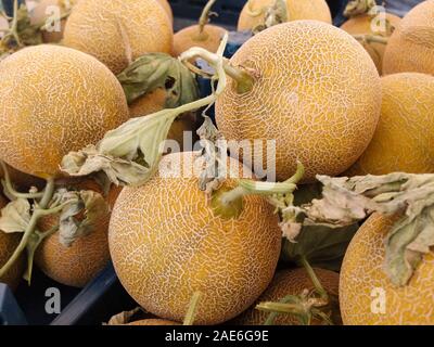 Frische Melonen mit Sprossen auf dem Markt. Stockfoto