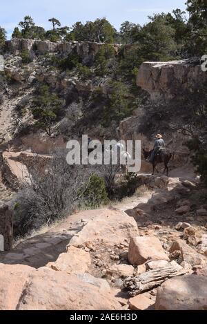 Maultier Zug auf der South Kaibab Trail, Grand Canyon, USA. Stockfoto