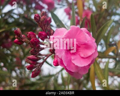 Rosa Blüten von gemeinsamen peonys. Paeonia officinalis. Stockfoto