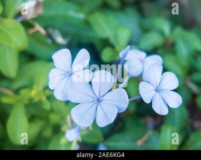 Hellblauen Blüten von winzigen Immergrün. Catharanthus pusillus. Stockfoto