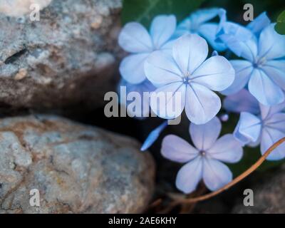 Hellblauen Blüten von winzigen Immergrün. Catharanthus pusillus. Stockfoto