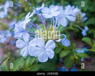 Hellblauen Blüten von winzigen Immergrün. Catharanthus pusillus. Stockfoto