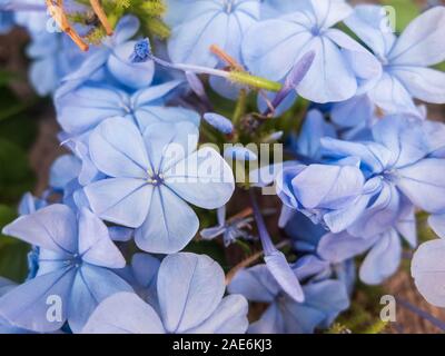 Hellblauen Blüten von winzigen Immergrün. Catharanthus pusillus. Stockfoto