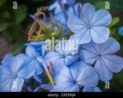 Hellblauen Blüten von winzigen Immergrün. Catharanthus pusillus. Stockfoto