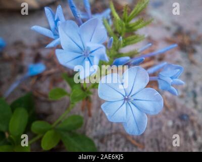 Hellblauen Blüten von winzigen Immergrün. Catharanthus pusillus. Stockfoto