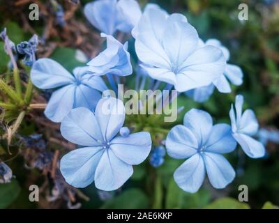 Hellblauen Blüten von winzigen Immergrün. Catharanthus pusillus. Stockfoto