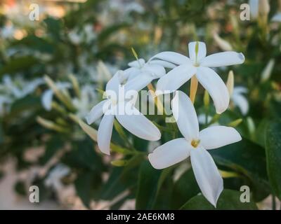 Blumen von White Jasmine. Jasminum polyanthum Blumen. Stockfoto