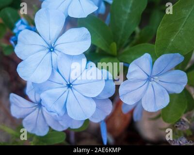 Hellblauen Blüten von winzigen Immergrün. Catharanthus pusillus. Stockfoto