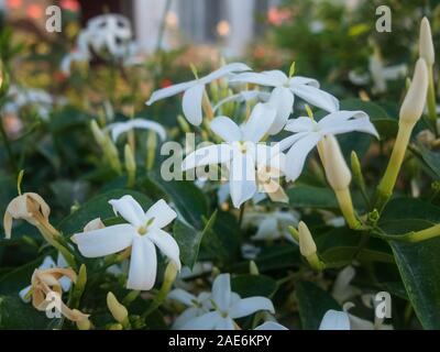 Blumen von White Jasmine. Jasminum polyanthum Blumen. Stockfoto