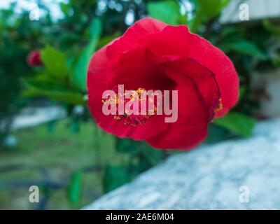 Geschlossen rote Blume der Hibiskus und die grünen Blätter im Hintergrund. Stockfoto
