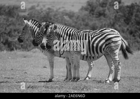 Ein Dazzle von Zebra Stockfoto