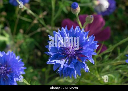 Detaillierte und bunte Kornblume (Centaurea cyanus) in einem Feld von Wildblumen Stockfoto