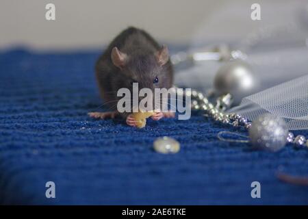 Graue Maus frisst Käse auf einem blauen Tuch Stockfoto