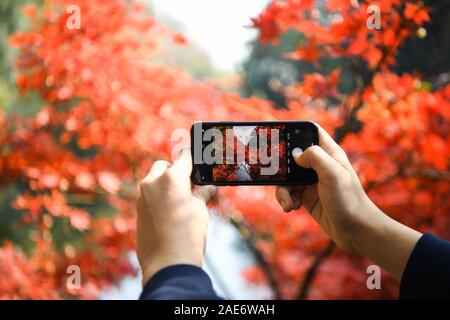 Changsha, Hunan Provinz Chinas. 7 Dez, 2019. Ein Tourist nimmt Fotos der Ahornblätter auf yuelu Berg in Changsha, Provinz Hunan Chinas, Dez. 7, 2019. Credit: Xue Yuge/Xinhua/Alamy leben Nachrichten Stockfoto