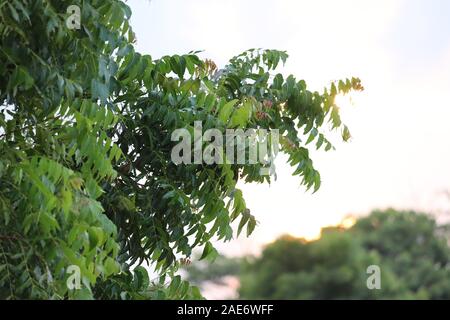 Neue obere Blatt von neem Anlage. Azadirachta indica - ein Zweig der neem Baum Blätter. Natürliche Medizin. Stockfoto